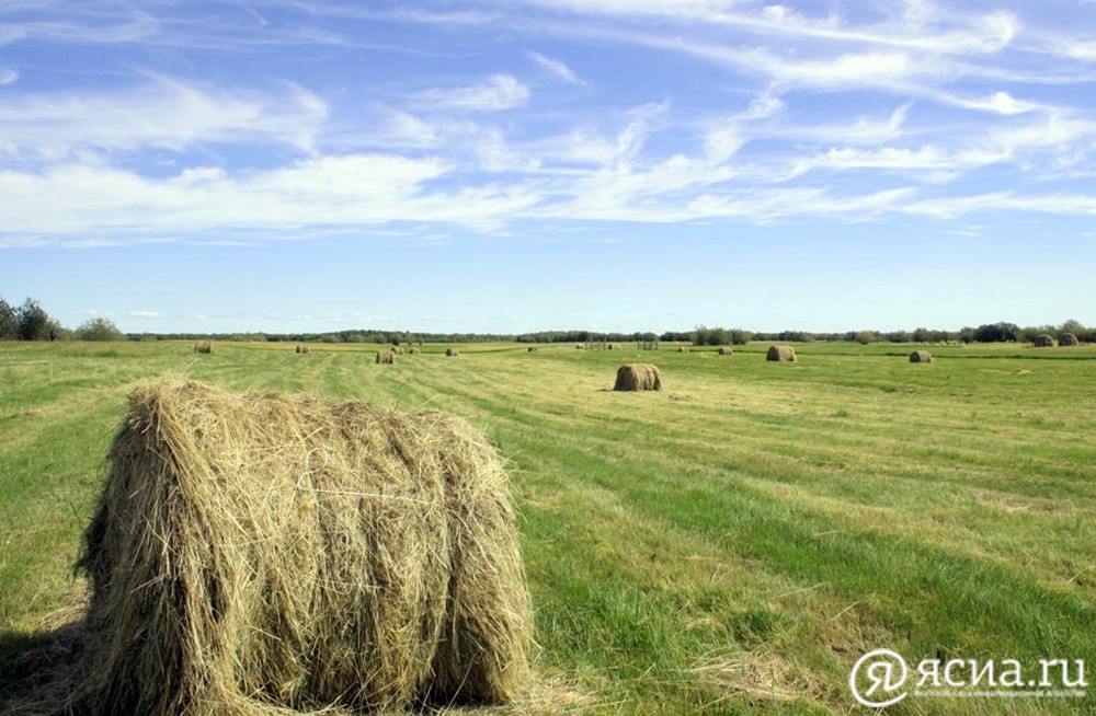 В Якутии заготовили более 349 тысяч тонн сена