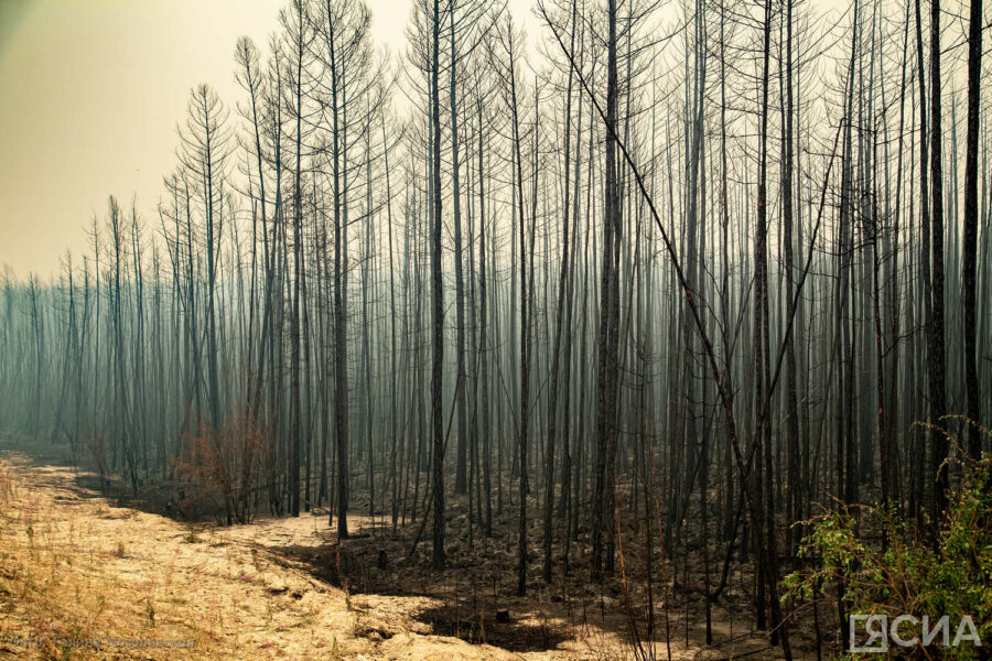 Количество лесных пожаров в Якутии сократилось до 14