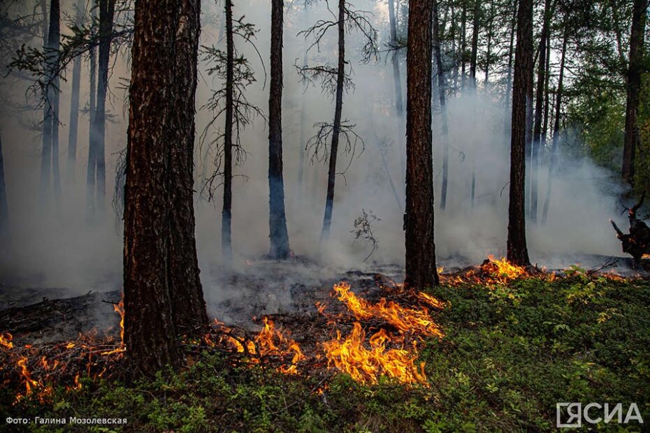 За сутки в Якутии ликвидировали 15 лесных пожаров