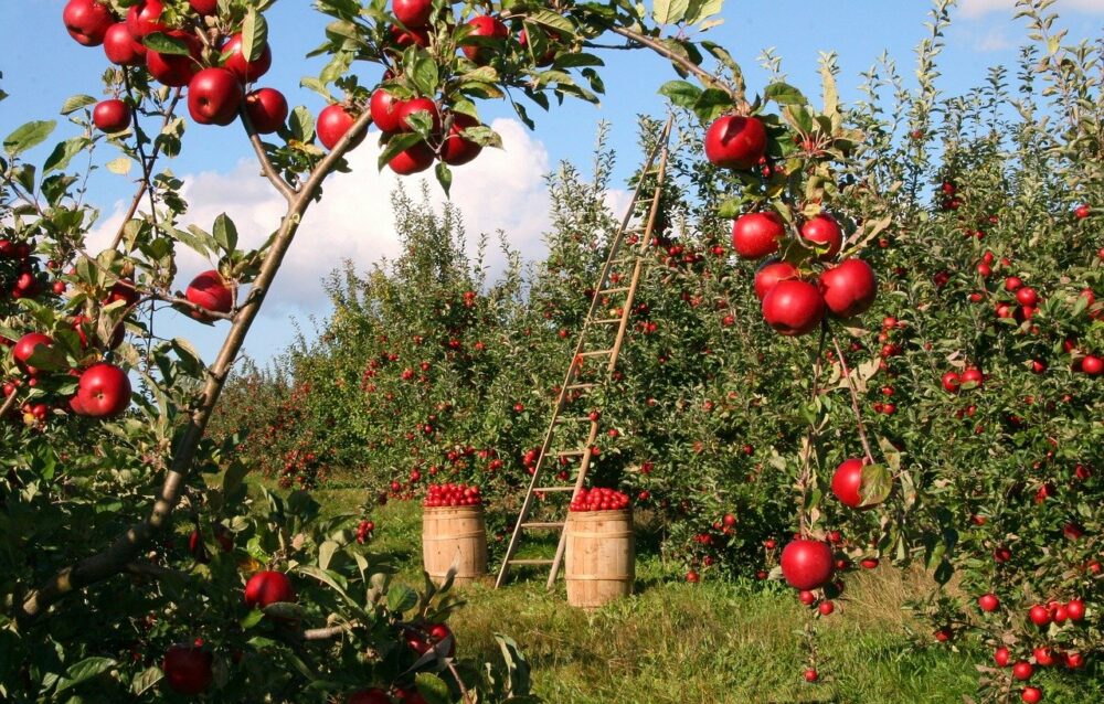 Яблочный спас: Традиции, приметы, что нельзя делать