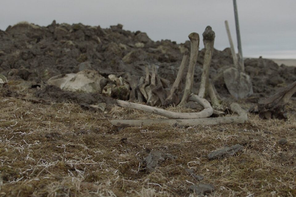 Березовский мамонт фото с места находки