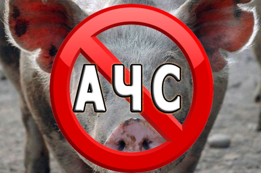 Управление Россельхознадзора Якутии предупреждает об угрозе заноса вируса африканской чумы свиней