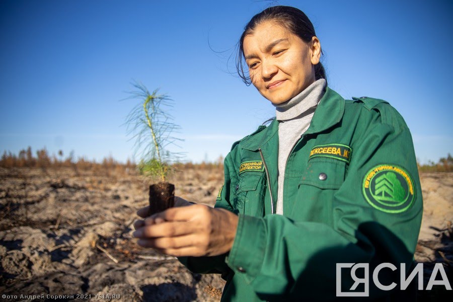 Премьер Якутии поздравил работников леса с профессиональным праздником