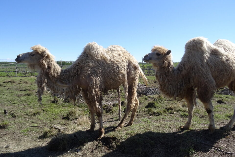 В Якутии разводят верблюдов и выращивают дыни