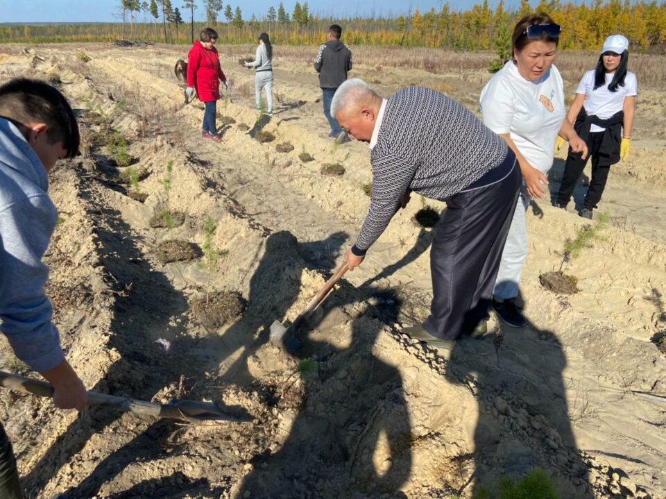 Сотрудники Россельхознадзора Якутии посадили саженцы сосны