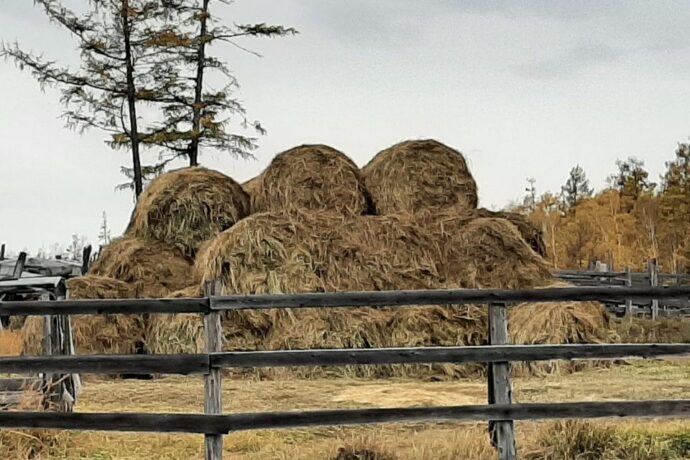 Мобильная бригада из села Кэскил Якутии заготовила 30 тонн сена
