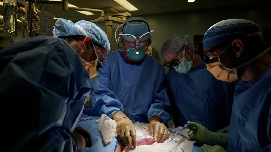 Хирурги успешно пересадили человеку генно-модифицированную почку