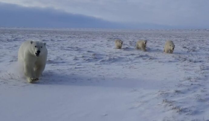 В Якутии проходит осенний мониторинг белых медведей