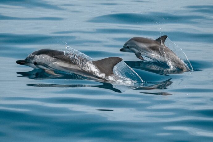 Кабмин одобрил законопроект о запрете вылова китов, дельфинов и морских свиней