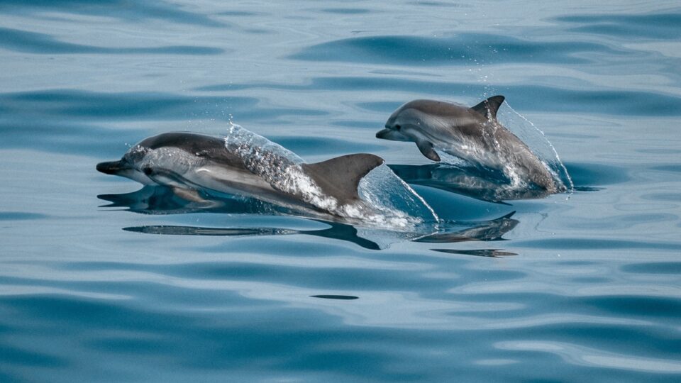Кабмин одобрил законопроект о запрете вылова китов, дельфинов и морских свиней