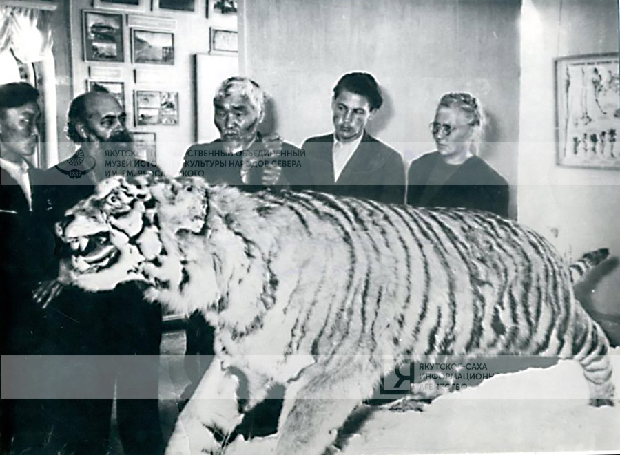 Рубрика "Кадр": Самый знаменитый тигр в Якутии
