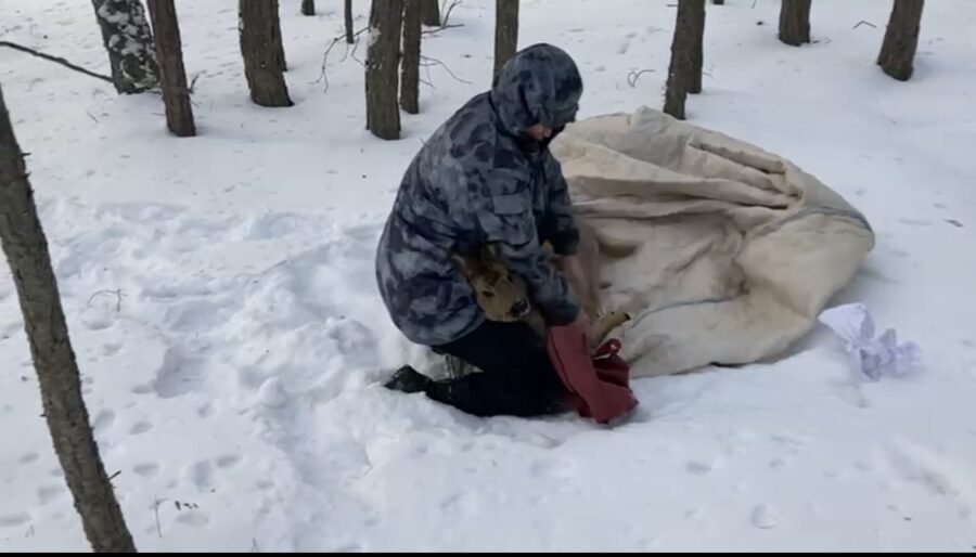 В Якутии спасли косулю, забредшую на стройплощадку
