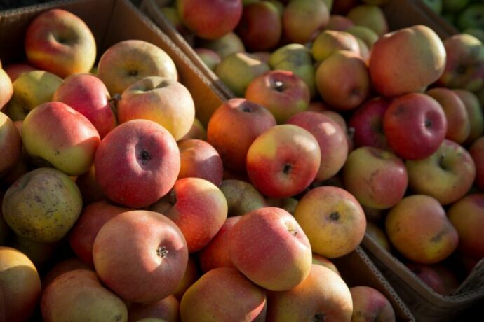В Якутск доставили 18,7 тонн яблок из Кыргызстана
