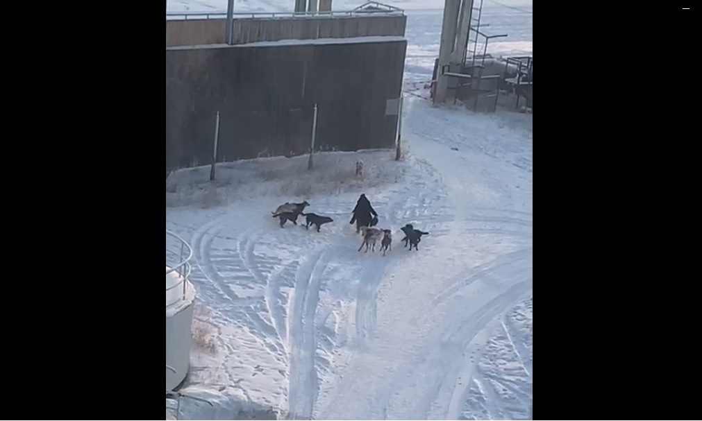 В Якутске в районе ипподрома работает бригада по отлову безнадзорных собак  