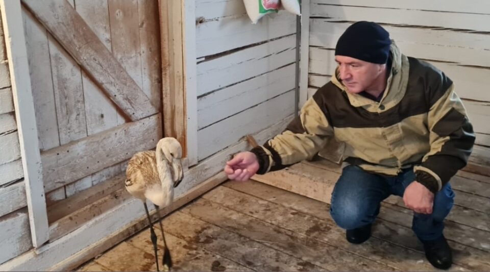 Фламинго Гришу, найденного в Якутии, передадут в зоопарк Красноярска