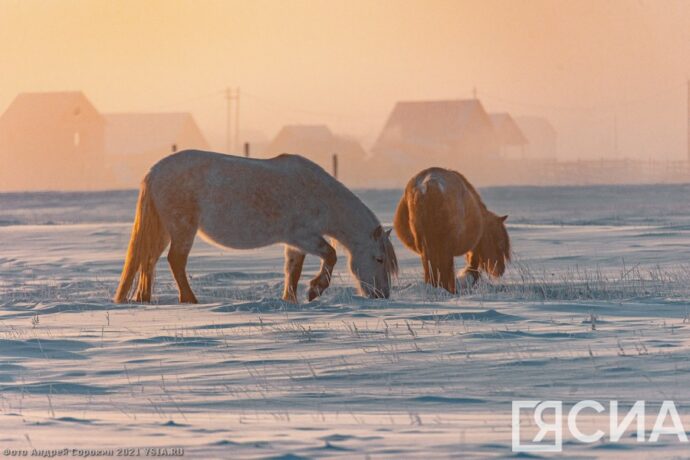 Фото дня. Якутская лошадь не боится морозов
