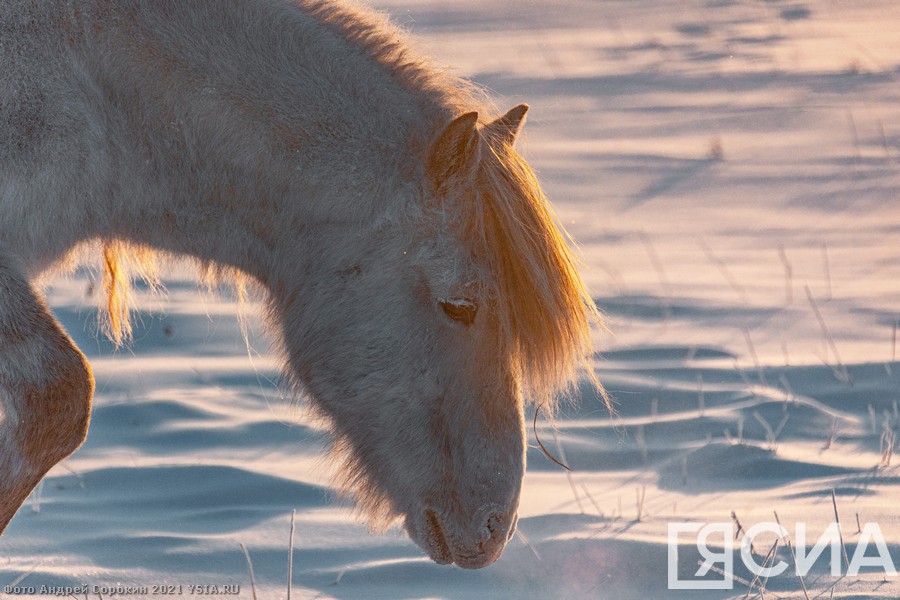 Пять интересных фактов о якутских лошадях