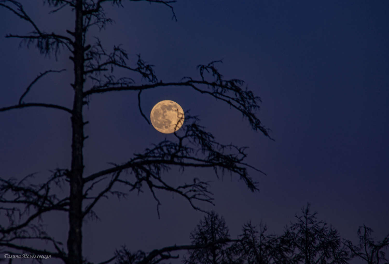 Луна длинной ночи: 19 декабря наступит самое долгое полнолуние в году