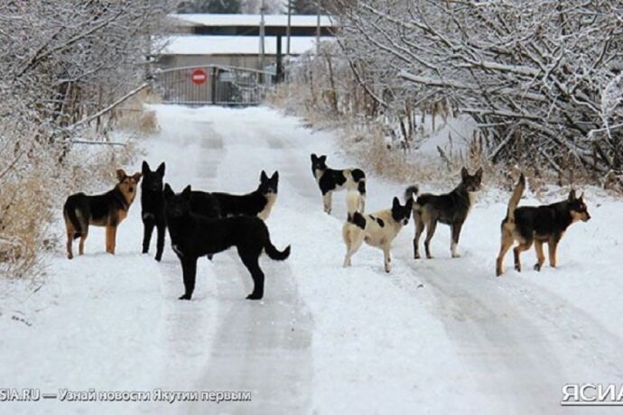 Департамент ветеринарии Якутии сообщает об отлове собак на территории АГАТУ