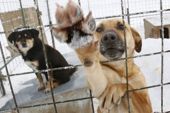 В Якутске в пунктах передержки содержатся 1200 безнадзорных собак