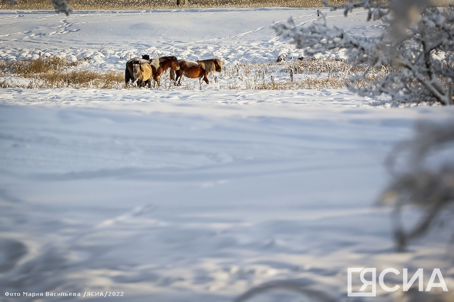 Февраль ожидается теплым в центре Якутии