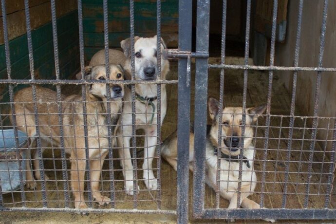 Поддержана закинициатива Якутии в ФЗ об ответственном обращении с животными