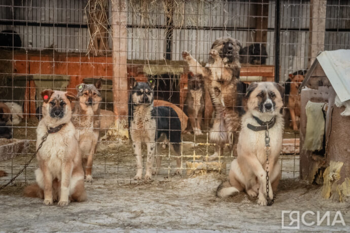 3 тысячи собак смогут содержать в пункте передержки животных на Очиченко в Якутске после расширения