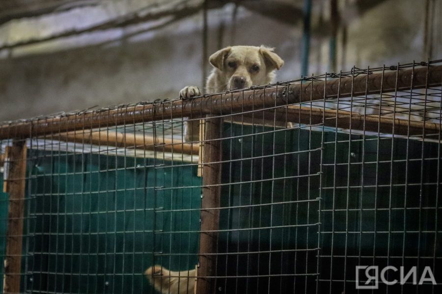 В пункт передержки Якутска с начала года доставили 1850 безнадзорных собак