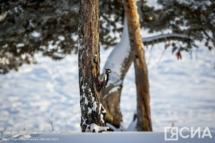 Фоторепортаж. Прогулка по зимней сказке в Якутии
