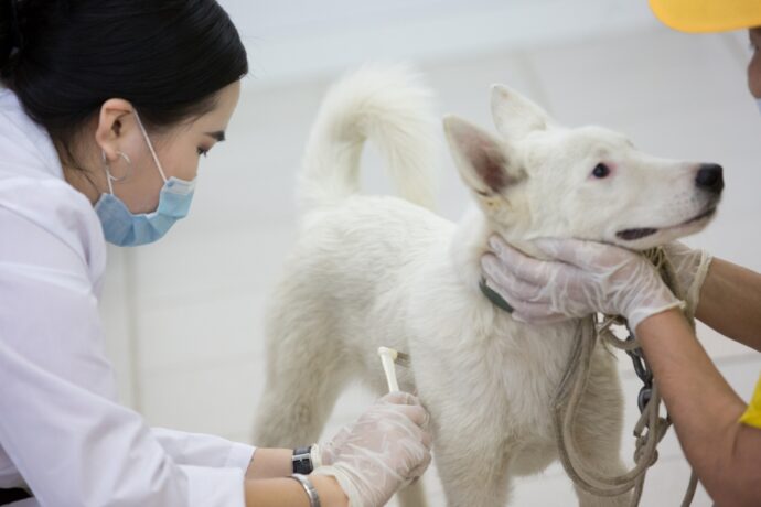 Стратегию развития государственной ветеринарной службы в Якутии реализуют в два этапа 