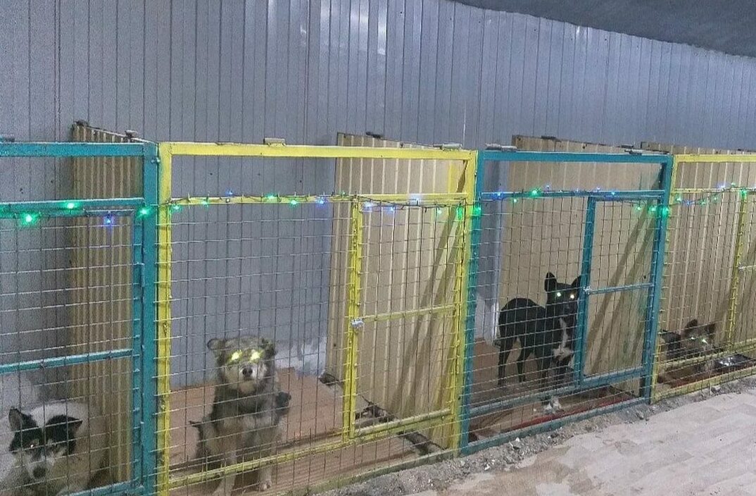 Приют для животных открыли в Усть-Алданском районе Якутии