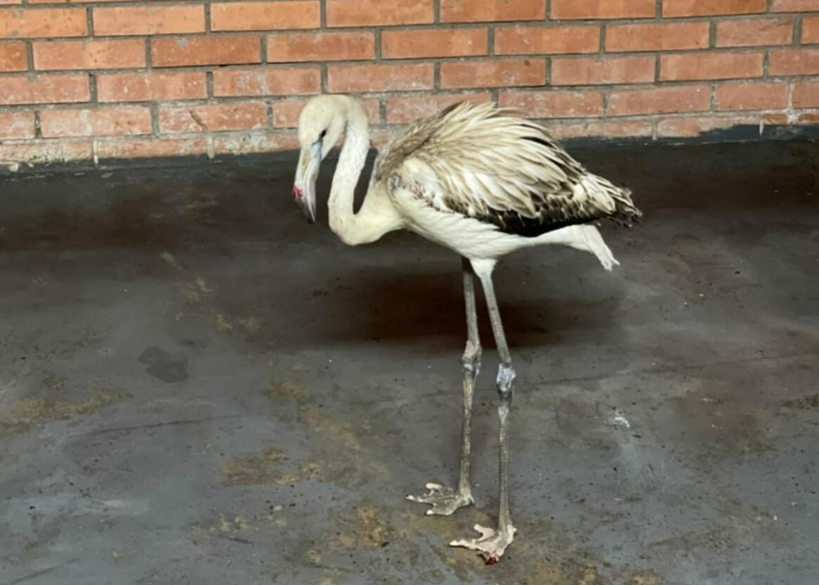 Фламинго Гришу доставили в красноярский зоопарк