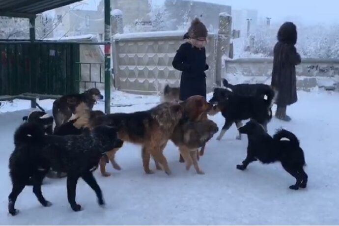 В Якутске рассмотрят внесение поправок в закон об ответственном обращении с животными