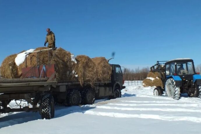 В Якутии планируют перевезти еще более 35 тысяч тонн сена для зимовки скота и лошадей