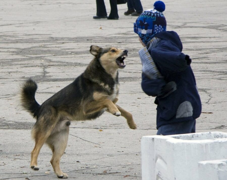В Госдуме разработали поправки за нападение безнадзорных животных