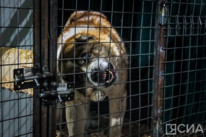 Эксперты о безнадзорных собаках в Якутии: Подход должен быть гуманным, но эффективным