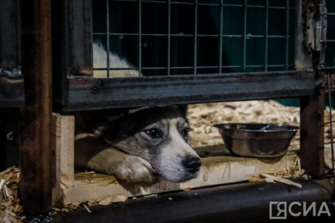 В Якутии дополнительно выделят 100 млн рублей на решение проблемы безнадзорных собак