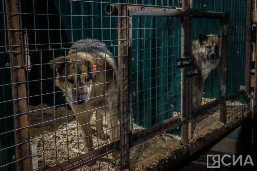 Департамент ветеринарии Якутии прокомментировал ситуацию с собаками в Бурятии
