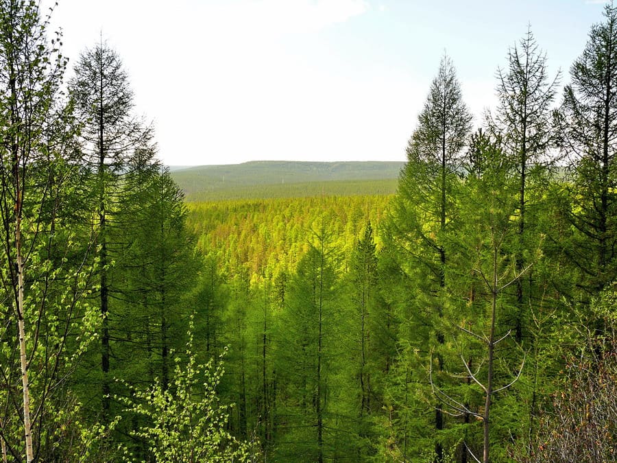 В Якутии на 27 мая действующих лесных пожаров нет
