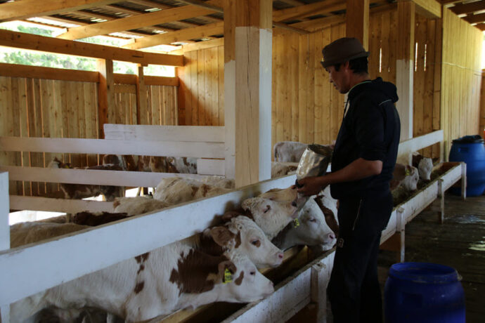 СХПК «Крестях» полноценно обеспечивает мясной и молочной продукцией