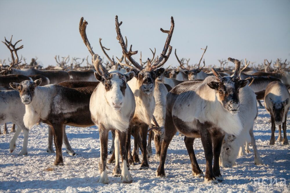Сократилась популяция дикого северного оленя в Якутии