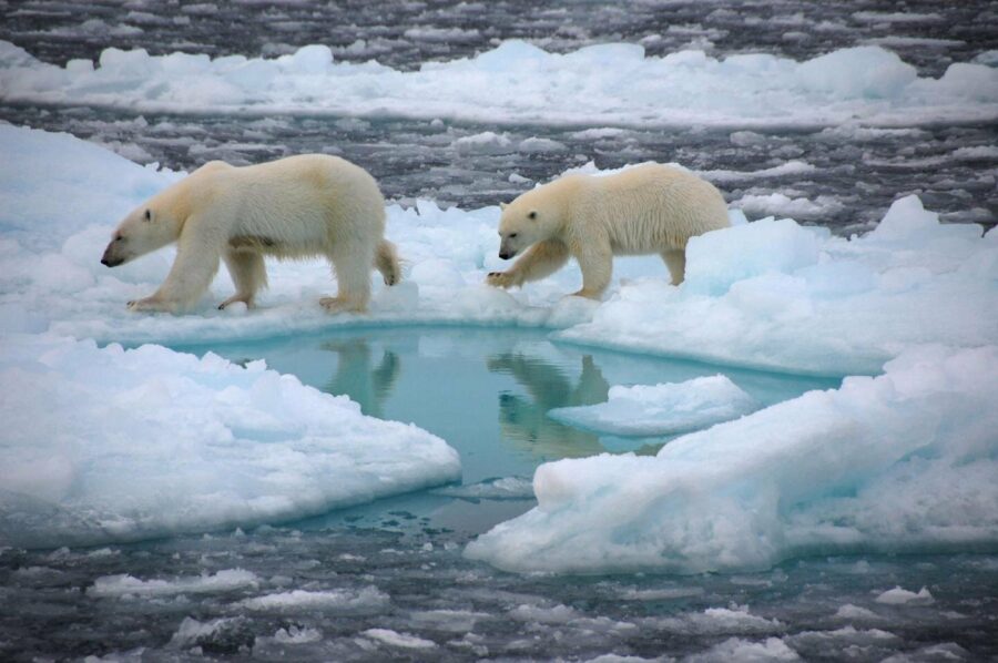 Красную книгу Арктики планируют выпустить в 2023 году