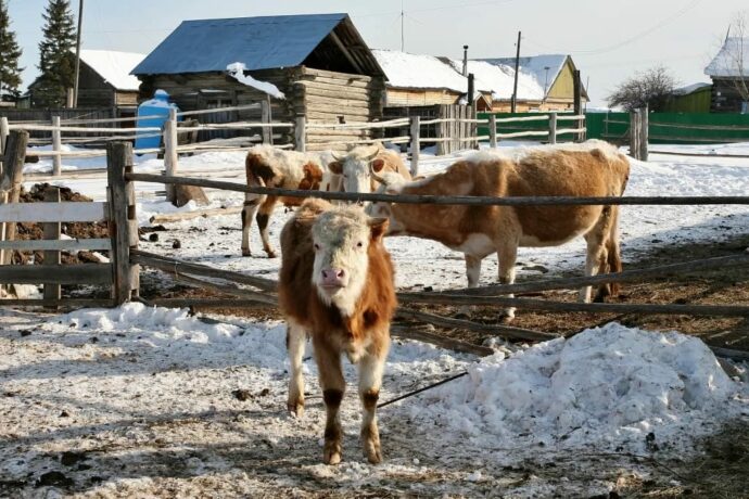 Грантовую поддержку по направлению «Агростартап» получат 18 фермеров Якутии