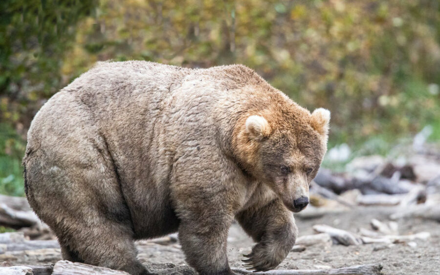 Житель Удмуртии после нападения медведицы притворился мёртвым и выжил