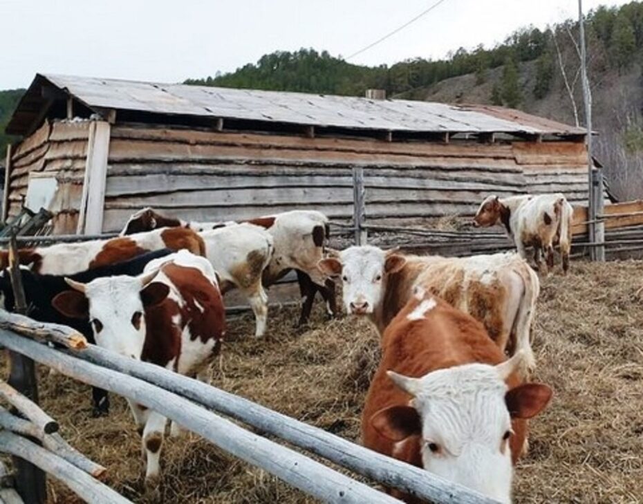 В Якутии на возвышенные участки отогнали 21 011 голов скота и 27 010 лошадей