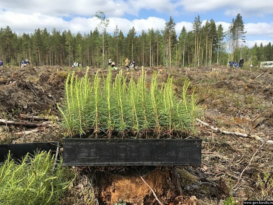В Якутии создадут лесопитомник на 10 млн сеянцев для восстановления лесов