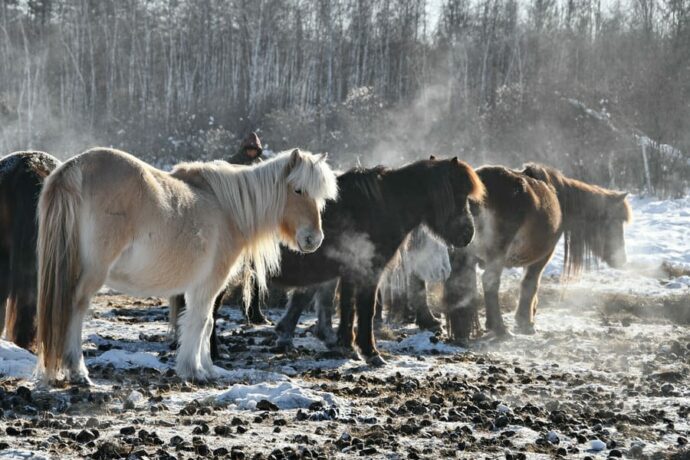 Первые десять лошадей якутской аборигенной породы прибыли на Чукотку
