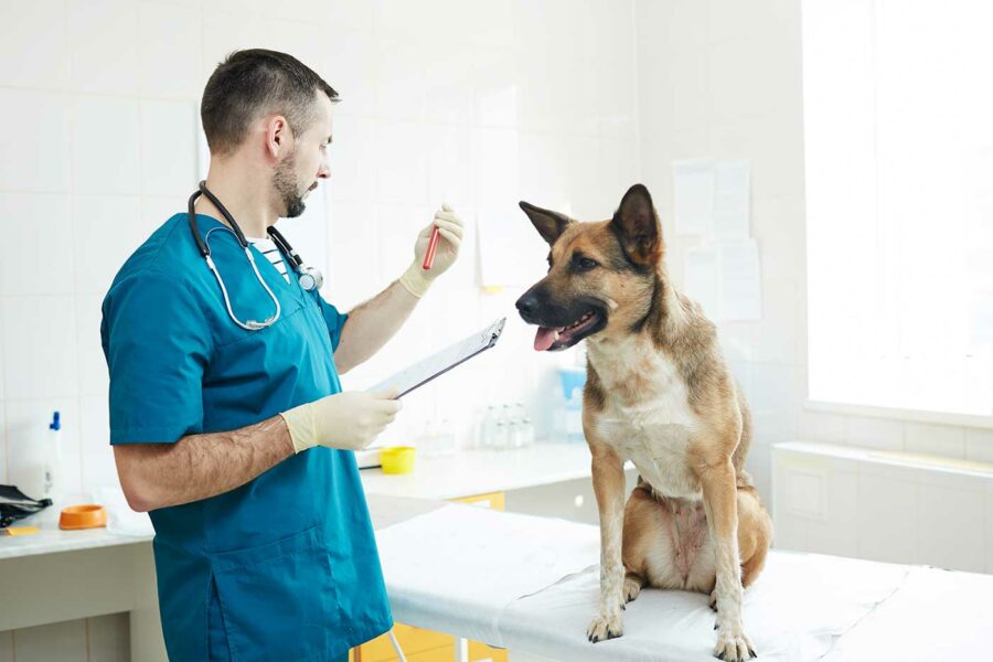 Ленское Управление ветеринарии проводит работу с безнадзорными животными