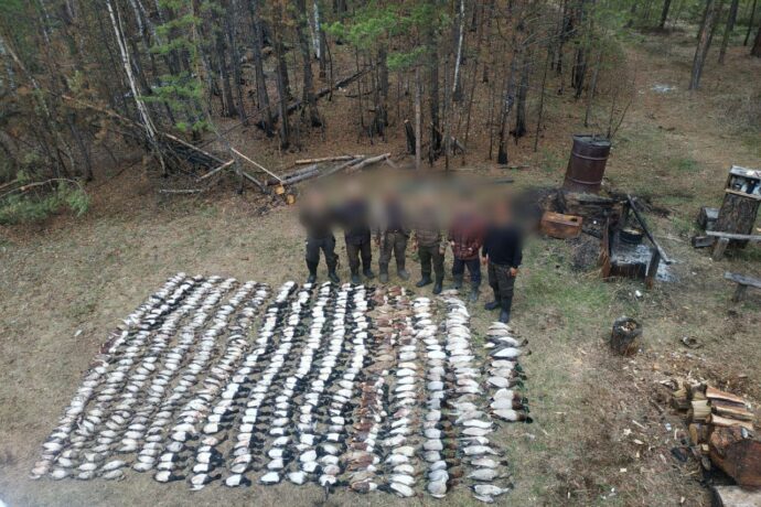 В Якутии к уголовной ответственности привлекут добывших краснокнижных уток охотников