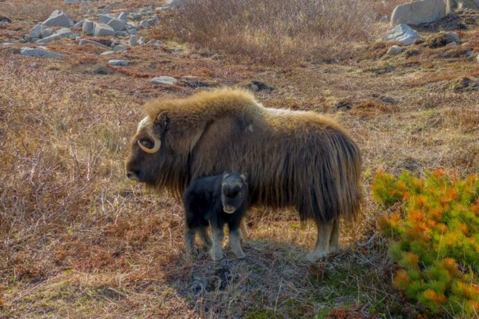 У якутских овцебыков, завезенных на остров Завьялова, появилось пополнение